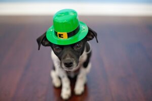 St Patrick's Day Dog